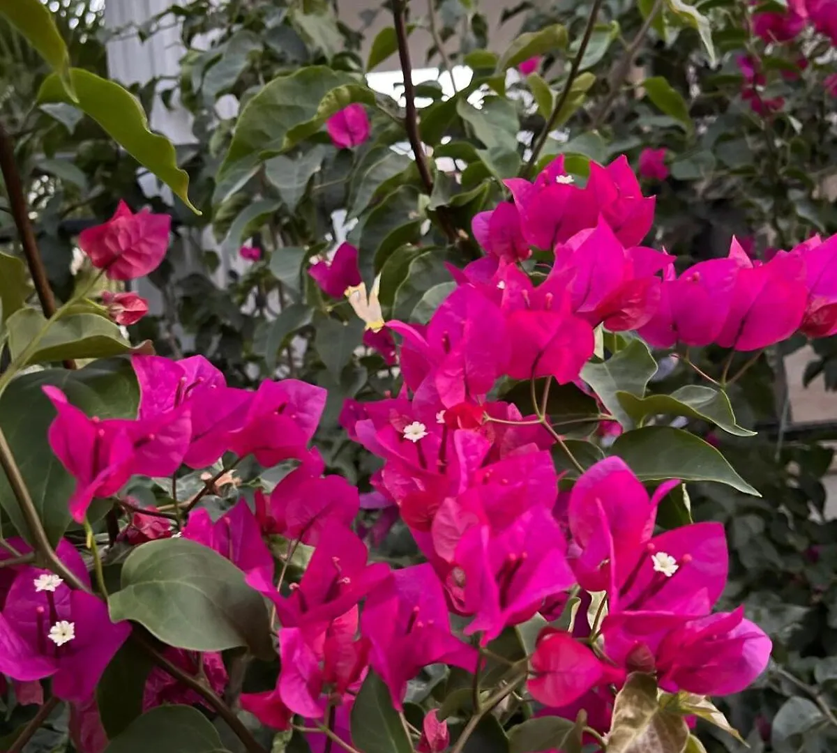 Bodrum Sea View Flower Villa